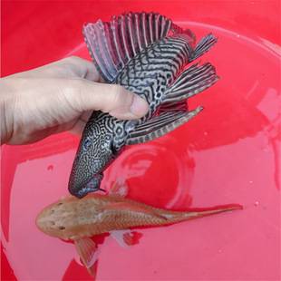 Black Scavenger Fish Living Tropical Ornamental Fish Aquarium Algae Eating Garbage Fish Cleaning Fish Yellow Scavenger Shanghai