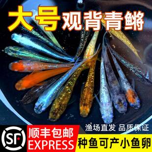 The Small Cold-Water Ornamental Fish, the Blueback Fish, Can Be Bred Using Traditional Methods, Is Easy to Care For, Has a Durable Skin, Does Not Require Oxygenation or Heating