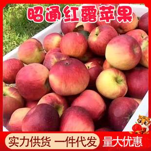 Authentic Zhaotong Red Dew Apples 2.5kg Whole Box Seasonal Fresh Fruit 10 Wholesale Free Shipping 3 Yunnan Freshly Picked Small Apples