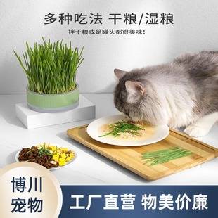 Pet Supplies Cat Grass Pot Toys Flowers and Plants Source Factory Wholesale in Stock for Teething Kittens and Young Cats