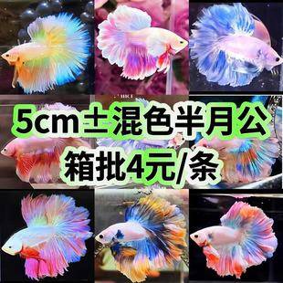 Thailand fighting fish tropical ornamental fish Lion King wedding fish half moon male fish horsetail living night market stall Net red wholesale