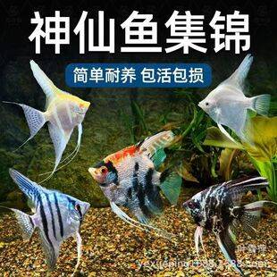 Angelfish, Guppy, Peruvian Colorful Freshwater Ink Guppy, Red-Headed Three-Color Snow Guppy, Panda Live Tropical Ornamental Fish Pet