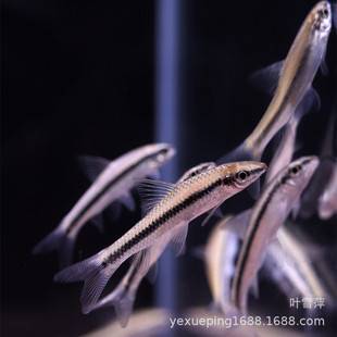 Black line flying fox fish live first line flying fox ornamental fish tropical fish grass tank moss removal green algae removal tool Fish Wholesale