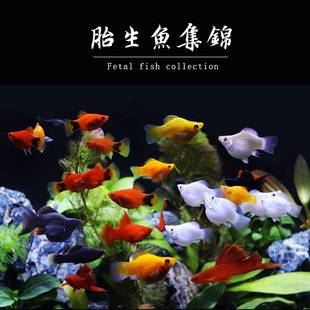 Ornamental Fish: Goldfish, Silverfish, Black Maryfish, Moonlight Red Arrowfish, Mickey Tropical Fish, Pet Fish, Direct Supply from Shanghai, Freshwater