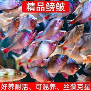 Bream Fish, Ornamental Fish, Coldwater Fish, Native Fish, Colorful High-Bodied Bream, Live Small Freshwater Fish