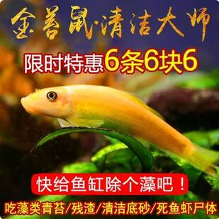 Cichlid fish, algae-eating fish, fish tank cleaner, algae removal tool, small tropical ornamental fish, garbage-eating fish, live fish