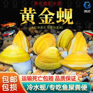 Gold Clams Are Specialized in Eating Fish Feces, Purifying Water, River Clams, Cold Water Scavengers, Freshwater Ornamental Fish Cleaning Tools, Ornamental Snails