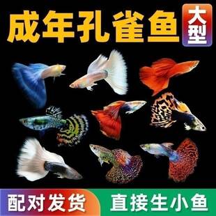 Guppy Fish, Ornamental Guppies, Small Fish, Purebred Tropical Small Fish, Easy to Raise Tropical Fish, Hardy Live Fish, Fish Fry, Ornamental Fish, Female Breeding Fish