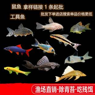 Mouse Fish Cleaner Algae Remover Special-Shaped Tool Fish Cleaner Fish Excrement Bottom Fish Small Freshwater Tropical Fish Wholesale