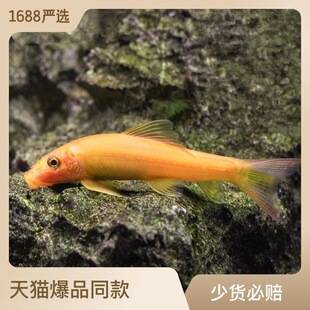 Goldfish Cleaning Fish Removes Algae and Moss, Suitable for Mixed Breeding with Goldfish and Tropical Ornamental Fish in Planted Tanks, Aquarium Cleaner