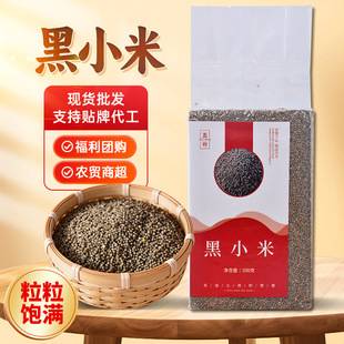 New Rice Black Millet Farm-Produced Millet Northeast Inner Mongolia Specialty Millet Breakfast Porridge Nutritious Porridge Whole Grains