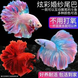 Thai Wedding Dress Pet Fairy Tropical Betta Fish, Pure White Half-Moon Tropical Fish, Easy to Raise, Internet-Famous, Competition Grade, Durable