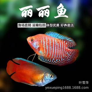 Colorful Lili Fish, Tropical Ornamental Fish, Freshwater Fish for Beginners, Pet Fish for Mixed Breeding, Hardy Small Blood Lili Fish