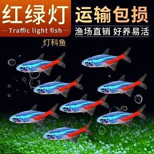 Traffic light fish live small lamp fish tropical fish ornamental fish grass tank group tour Shanghai fishing ground wholesale can be mixed
