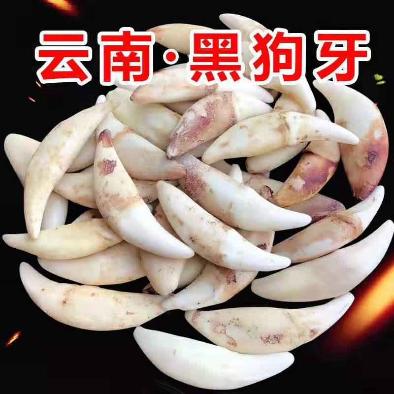 Real Dog Tooth Jewelry Wolf Tooth Pendant Necklace Original Color Black Dog Tooth Xizang Mastiff Tooth Wholesale Street Stall Goods Scenic Spot Supply