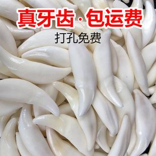 Real dog tooth jewelry spike-shaped pendant primary color black dog tooth bleaching Xizang mastiff tooth wholesale necklace bracelet stall