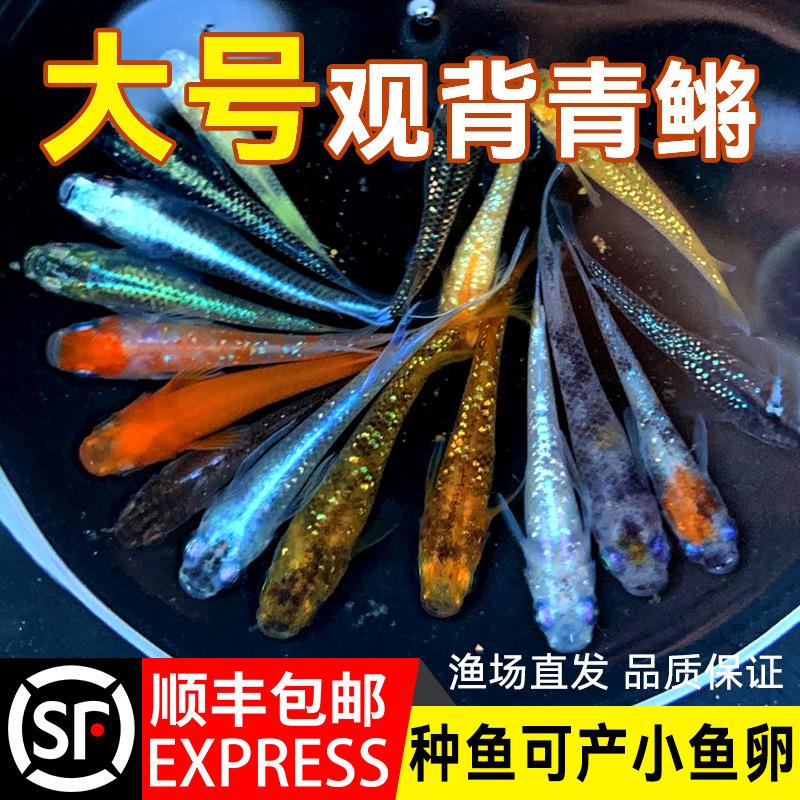 The Small Cold-Water Ornamental Fish, the Blueback Fish, Can Be Bred Using Traditional Methods, Is Easy to Care For, Has a Durable Skin, Does Not Require Oxygenation or Heating