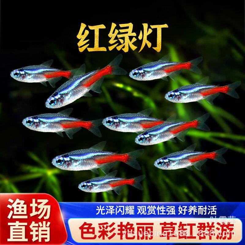 Traffic light fish living lights small fish swimming aquarium grass tank freshwater tropical ornamental fish fishing farm wholesale direct sales