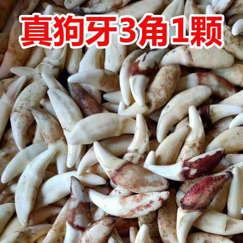 Real dog tooth jewelry spike pendant necklace primary color black dog tooth Xizang mastiff tooth wholesale stall goods scenic spot supply specimen