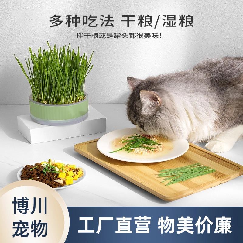 Pet Supplies Cat Grass Pot Toys Flowers and Plants Source Factory Wholesale in Stock for Teething Kittens and Young Cats