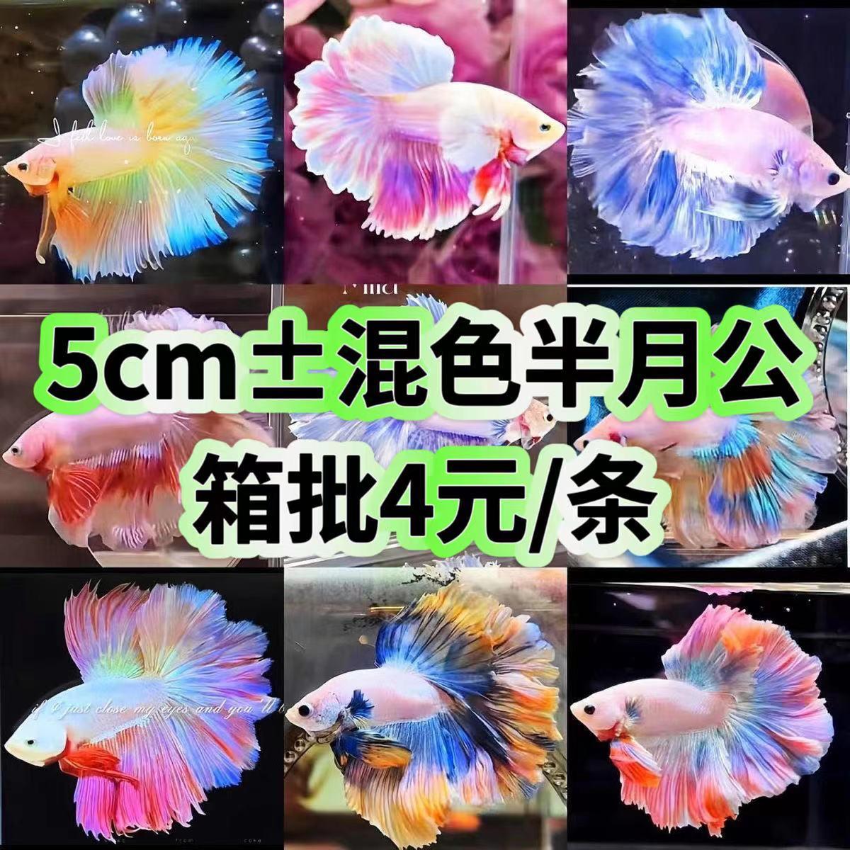Thailand fighting fish tropical ornamental fish Lion King wedding fish half moon male fish horsetail living night market stall Net red wholesale