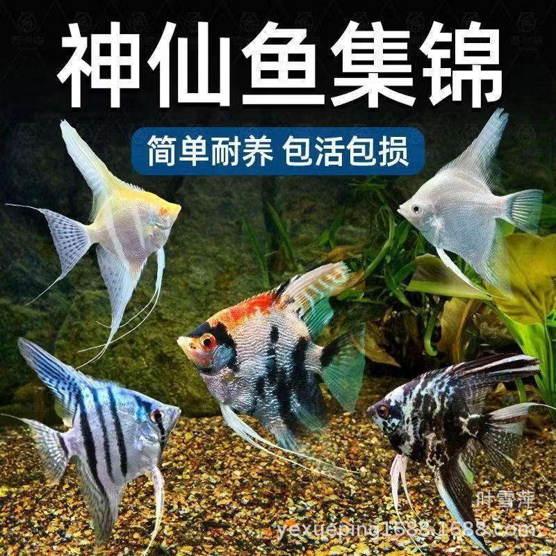 Angelfish, Guppy, Peruvian Colorful Freshwater Ink Guppy, Red-Headed Three-Color Snow Guppy, Panda Live Tropical Ornamental Fish Pet