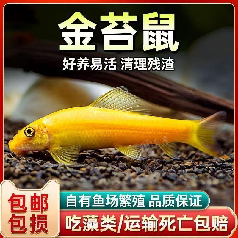 Goldfish Eat Moss from the Fish Tank, Algae Removal Tool, Freshwater Fish, Small Tropical Ornamental Fish, Eat Trash Fish