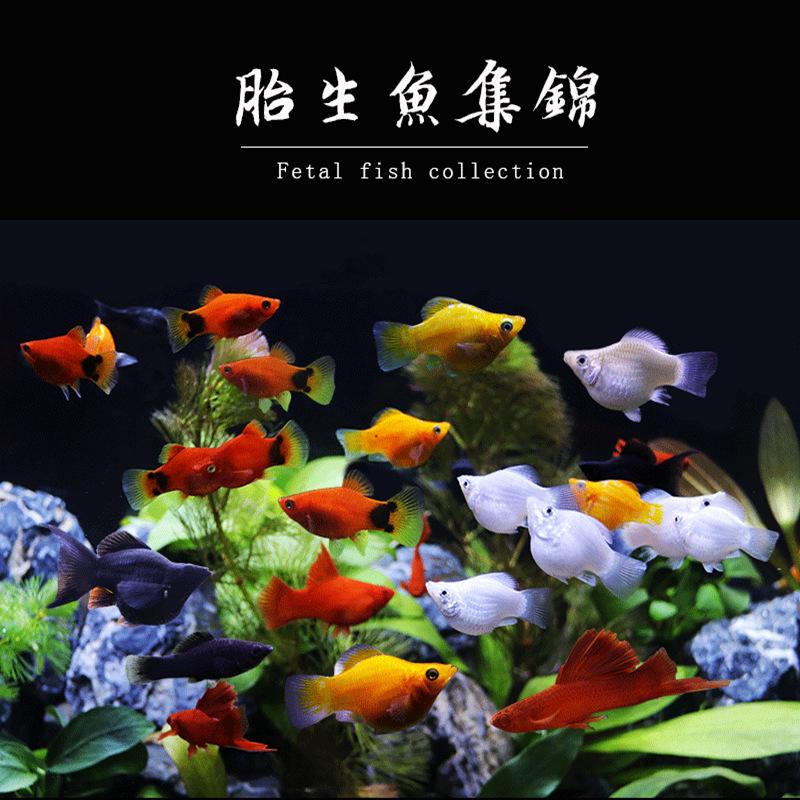 Ornamental Fish: Goldfish, Silverfish, Black Maryfish, Moonlight Red Arrowfish, Mickey Tropical Fish, Pet Fish, Direct Supply from Shanghai, Freshwater