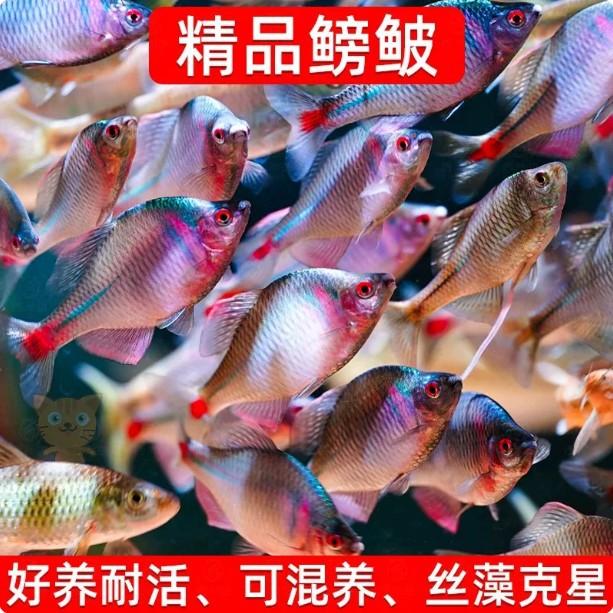 Bream Fish, Ornamental Fish, Coldwater Fish, Native Fish, Colorful High-Bodied Bream, Live Small Freshwater Fish