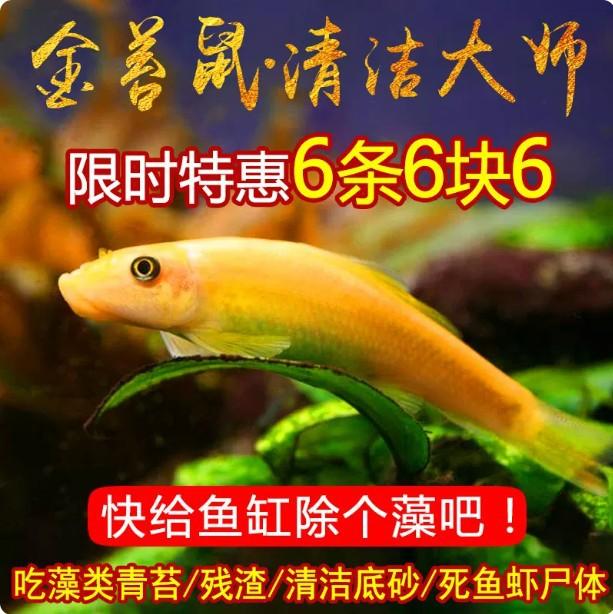 Cichlid fish, algae-eating fish, fish tank cleaner, algae removal tool, small tropical ornamental fish, garbage-eating fish, live fish