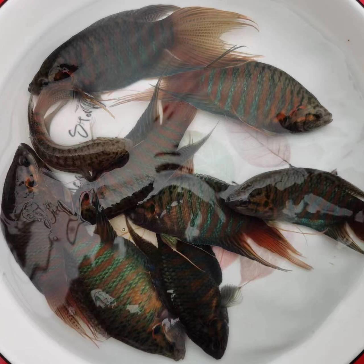 Easy-to-maintain giant pleco fish turtle fish tank filter durable fish tank betta fish ornamental fish wild fish tank small magnetic brush