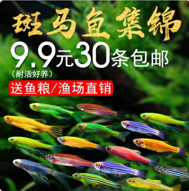 Tropical Ornamental Fish, Red and Blue Zebra Fish, Small Goldfish Fry, Ornamental Fish, Butterfly Wing Premium Fish, Live Live Specimens of the Peacock Red and Green Lantern Species