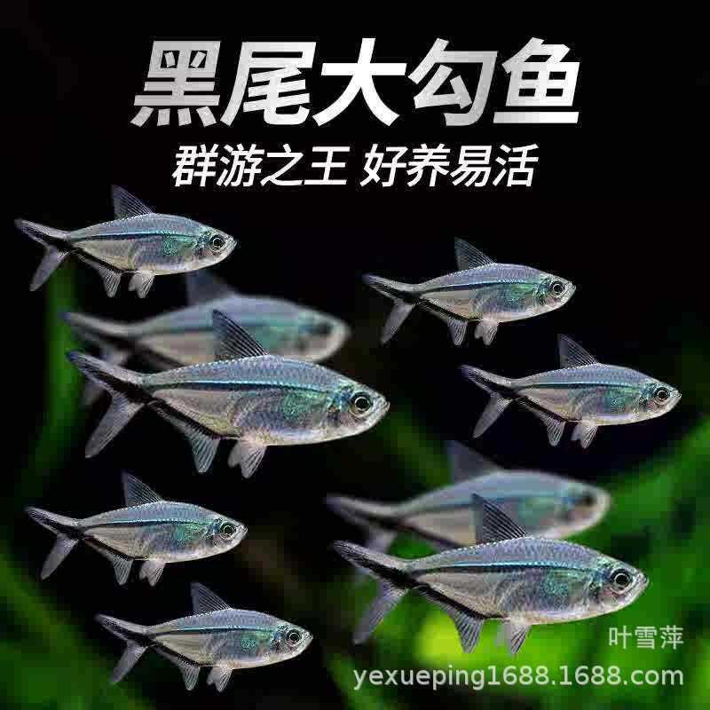 Black Tail Big Hook Fish Living Flag Small Lantern Fish Grass Tank Group Tour Tropical Ornamental Fish Fishing Farm Direct Sales Package