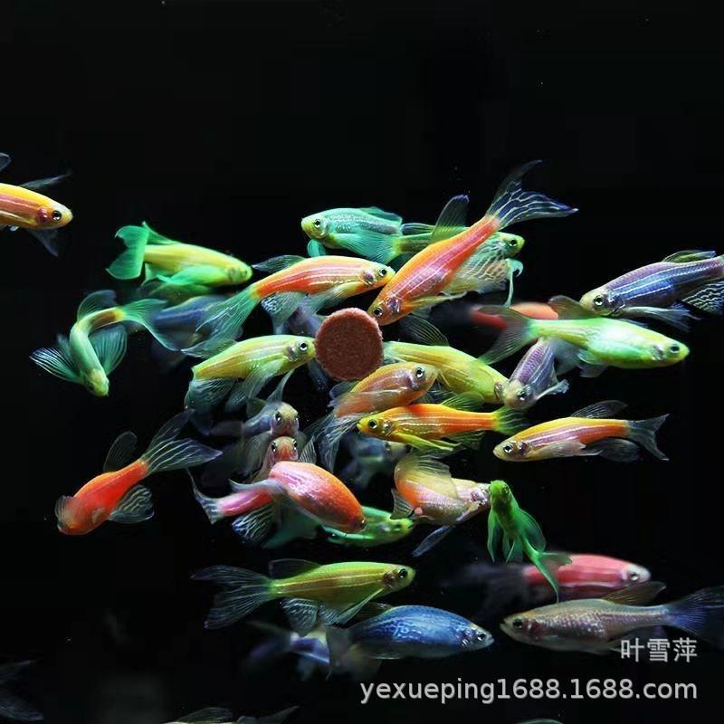 Long Tail Butterfly Wing Zebrafish Green Apple Blueberry Lemon Green Emerald Zebrafish Live Small Fish Tropical Ornamental Fish
