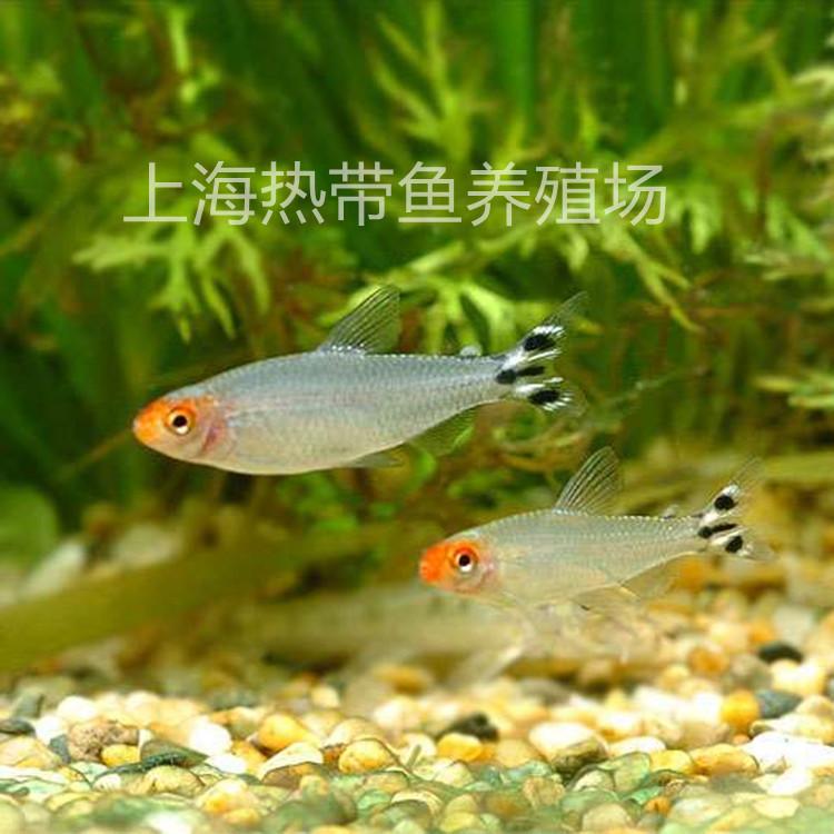 Red-Nose scissors fish live lamp fish small grass tank group swimming fish tropical ornamental fish bag live fishing farm wholesale in large quantities
