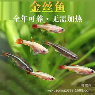 Yellow red tail fish live magnificent gold silk native fish cold water fish low temperature resistant fish grass tank swimming fish tropical fish view