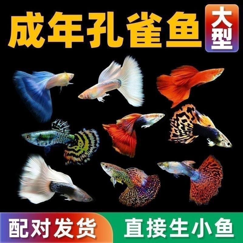 Guppy Fish, Ornamental Guppies, Small Fish, Purebred Tropical Small Fish, Easy to Raise Tropical Fish, Hardy Live Fish, Fish Fry, Ornamental Fish, Female Breeding Fish