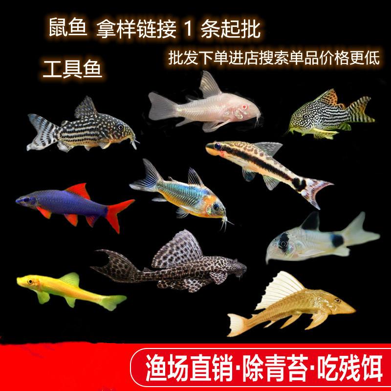Mouse Fish Cleaner Algae Remover Special-Shaped Tool Fish Cleaner Fish Excrement Bottom Fish Small Freshwater Tropical Fish Wholesale