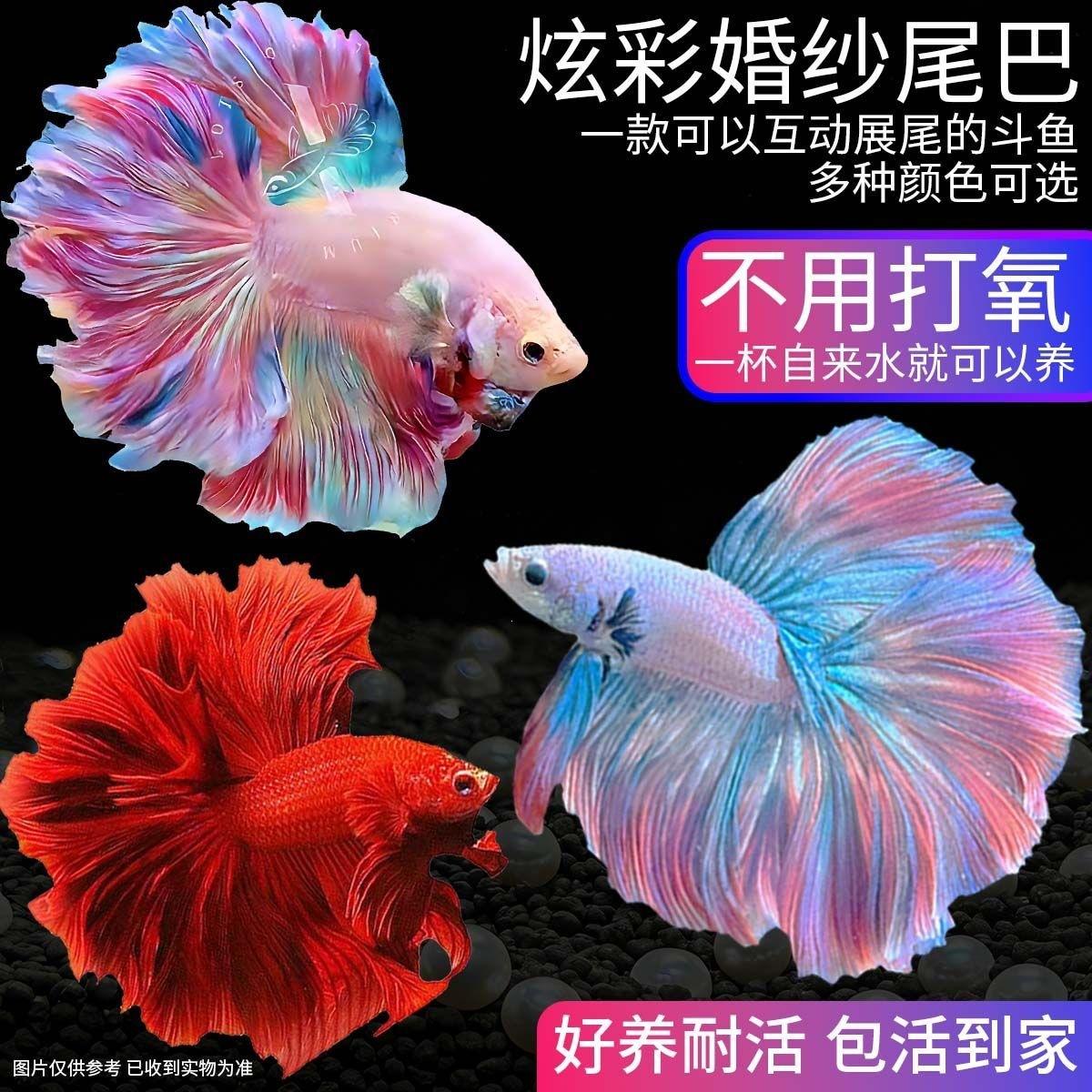 Thai Wedding Dress Pet Fairy Tropical Betta Fish, Pure White Half-Moon Tropical Fish, Easy to Raise, Internet-Famous, Competition Grade, Durable