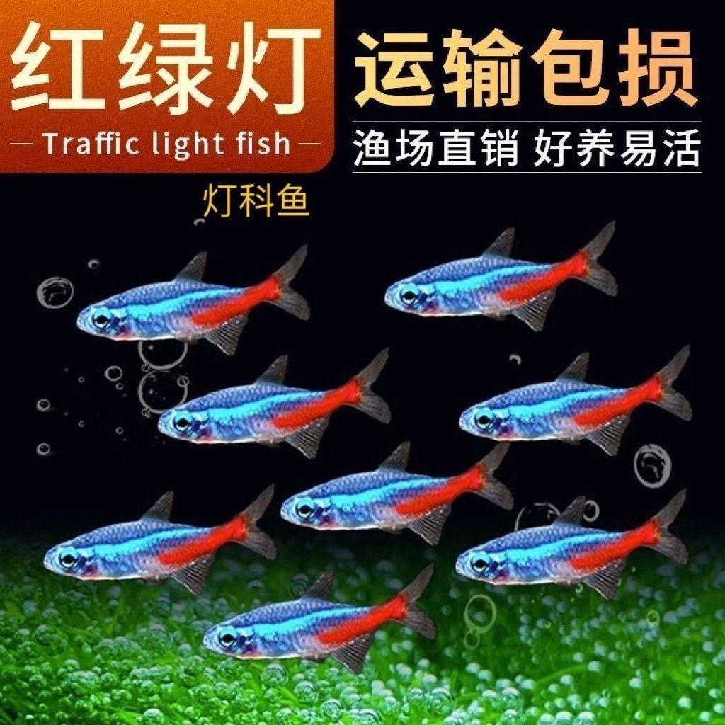 Traffic light fish live small lamp fish tropical fish ornamental fish grass tank group tour Shanghai fishing ground wholesale can be mixed