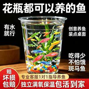 Colorful Zebra Fish That Don'T Require Oxygen, Easy-To-Care-For Tropical Fish for Beginners